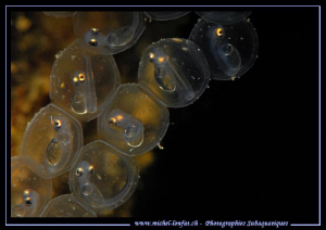 Perch Eggs.... :O)... by Michel Lonfat 